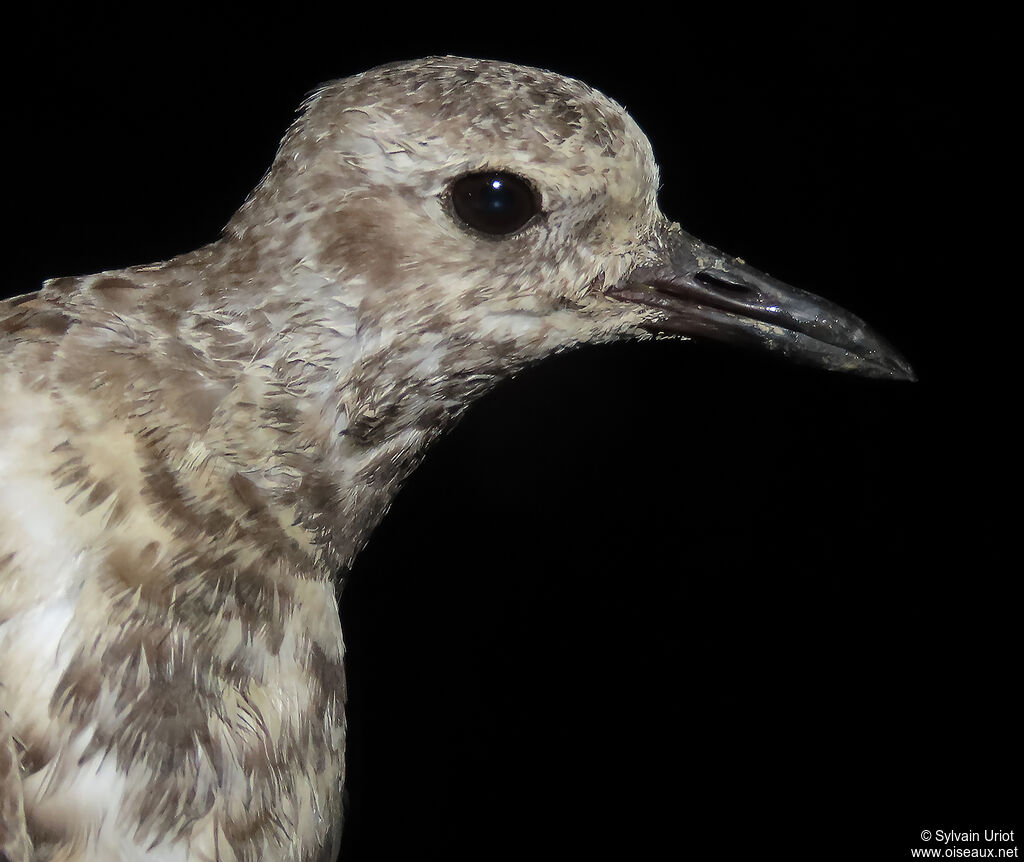 Grey Ploveradult post breeding