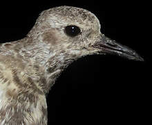 Grey Plover