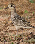 American Golden Plover