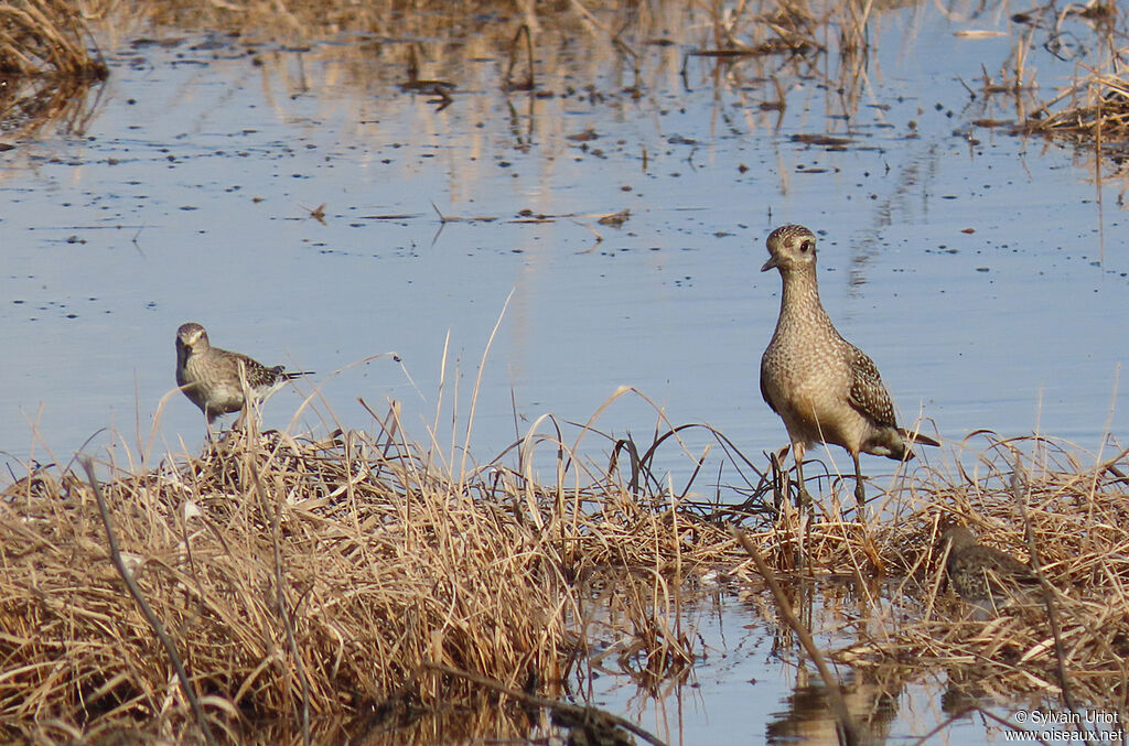 American Golden Plover