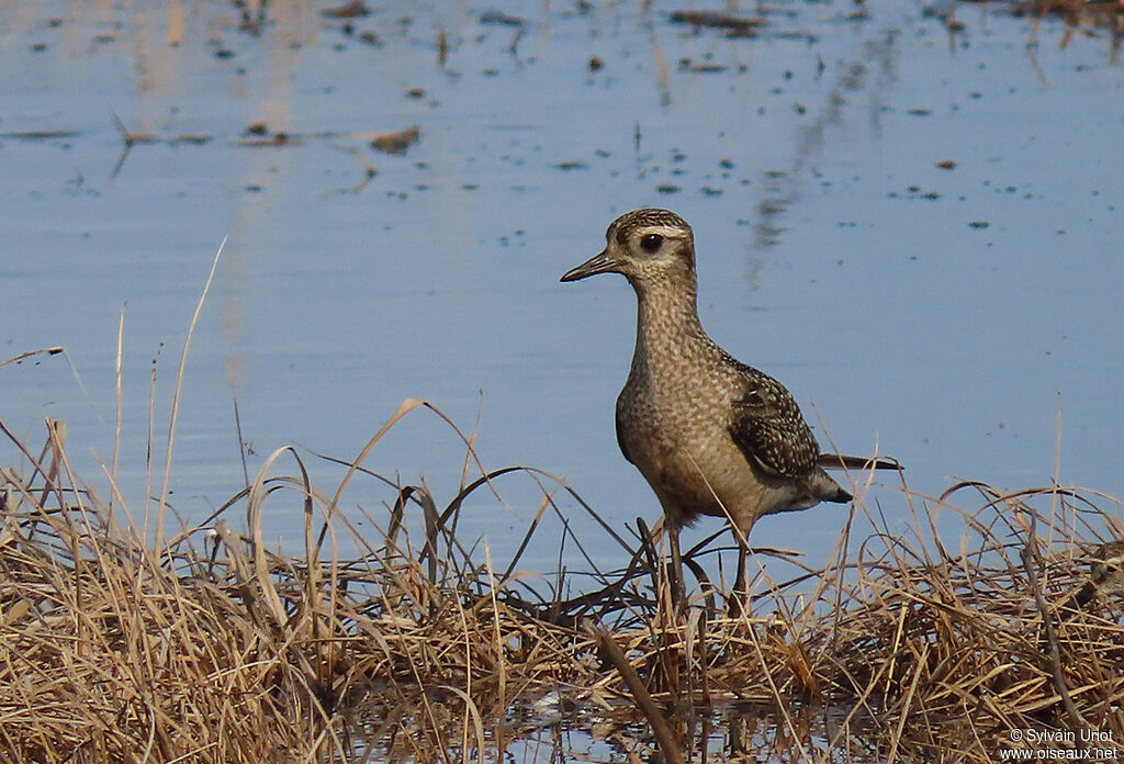 Pluvier bronzé