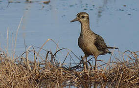 American Golden Plover