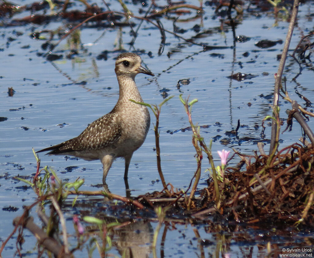 American Golden Plover