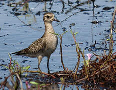 American Golden Plover