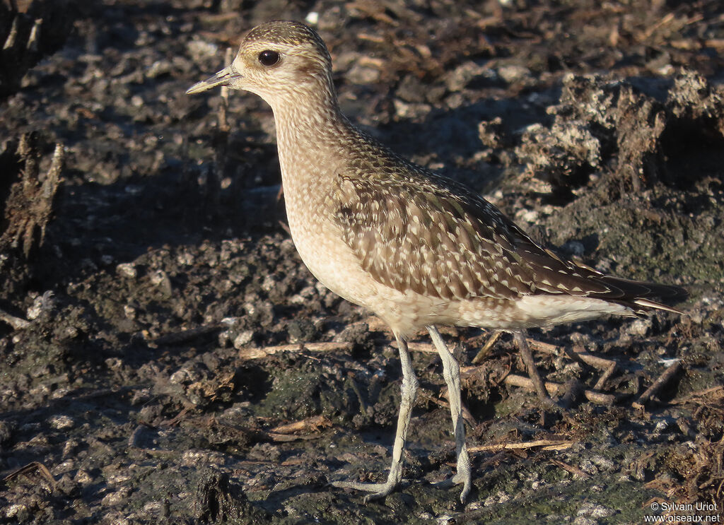 American Golden Ploveradult post breeding