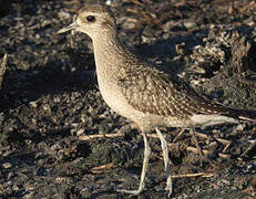 American Golden Plover