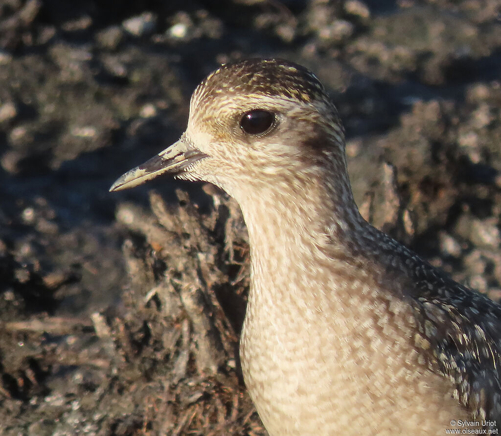 American Golden Ploveradult post breeding