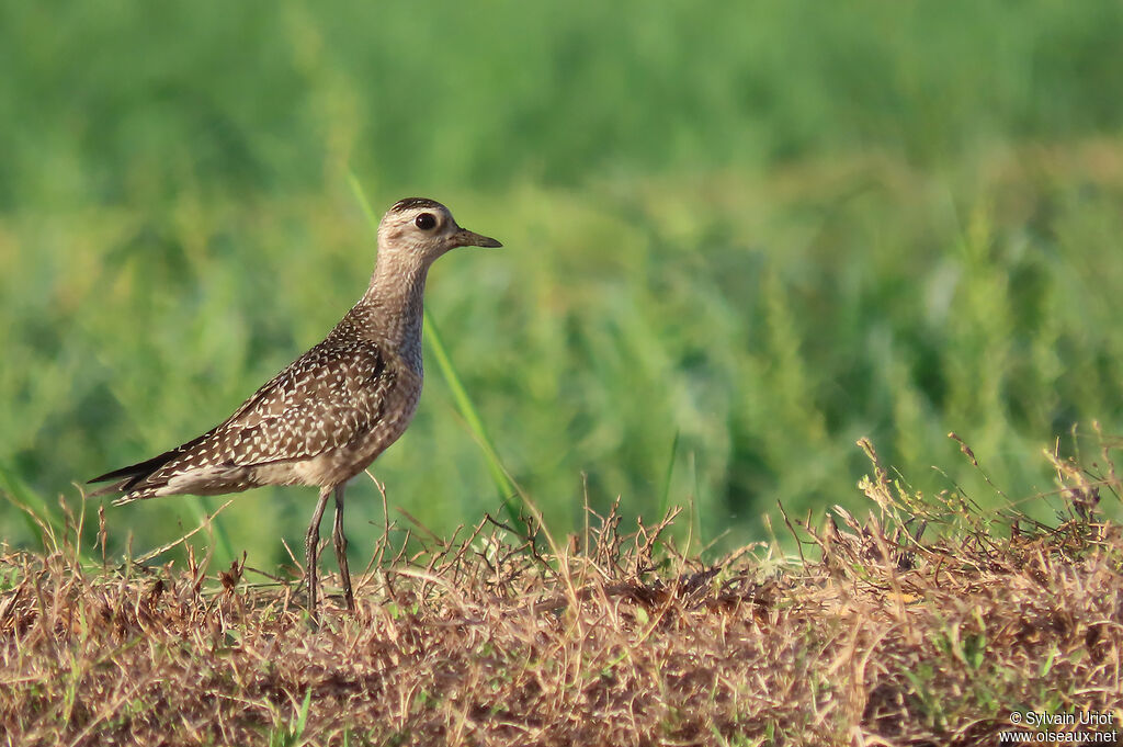 American Golden Ploveradult post breeding