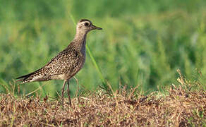 American Golden Plover