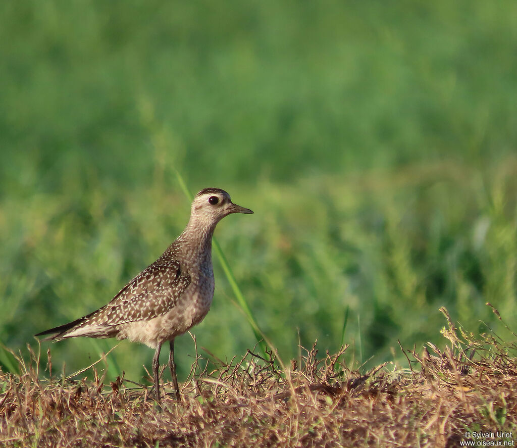 American Golden Ploveradult post breeding