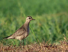 American Golden Plover