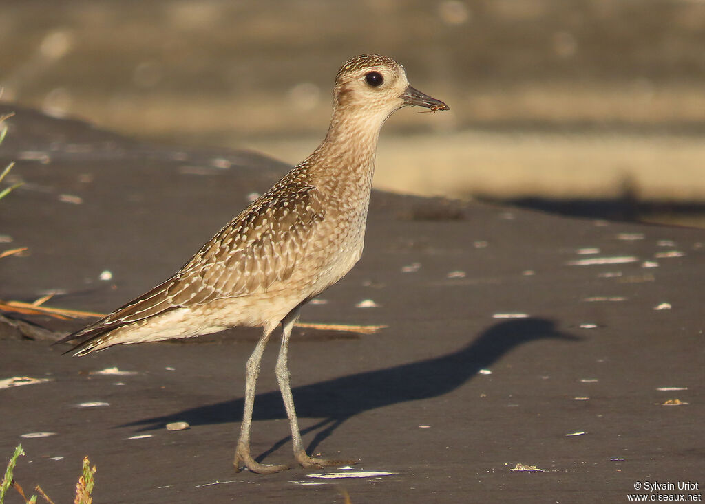 American Golden Ploveradult post breeding