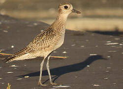 American Golden Plover