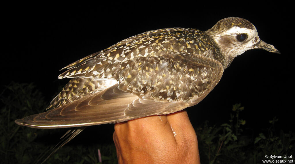 American Golden Plover