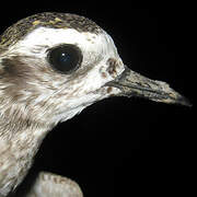 American Golden Plover