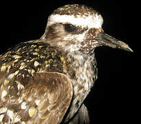 American Golden Plover