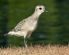 American Golden Plover