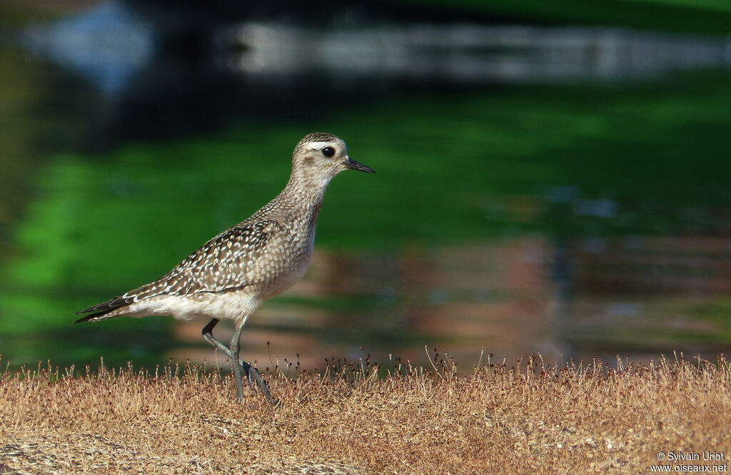 American Golden Plover