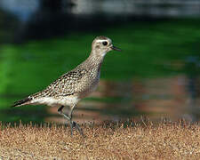 American Golden Plover