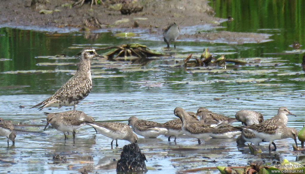 American Golden Ploveradult post breeding