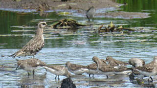 American Golden Plover