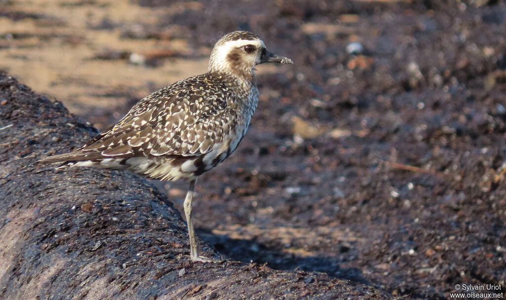 American Golden Ploveradult