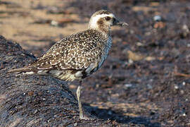 American Golden Plover