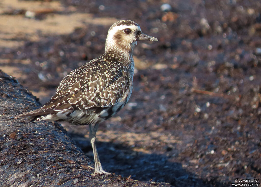 American Golden Ploveradult