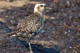 American Golden Plover