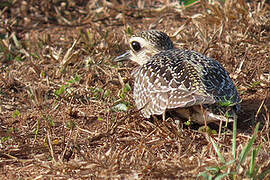 American Golden Plover