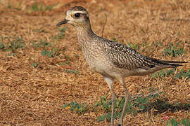 American Golden Plover