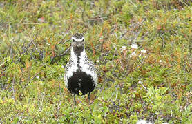 European Golden Plover