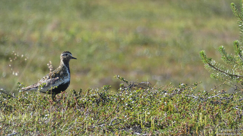 European Golden Ploveradult