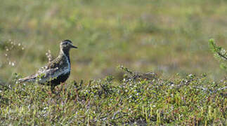 European Golden Plover