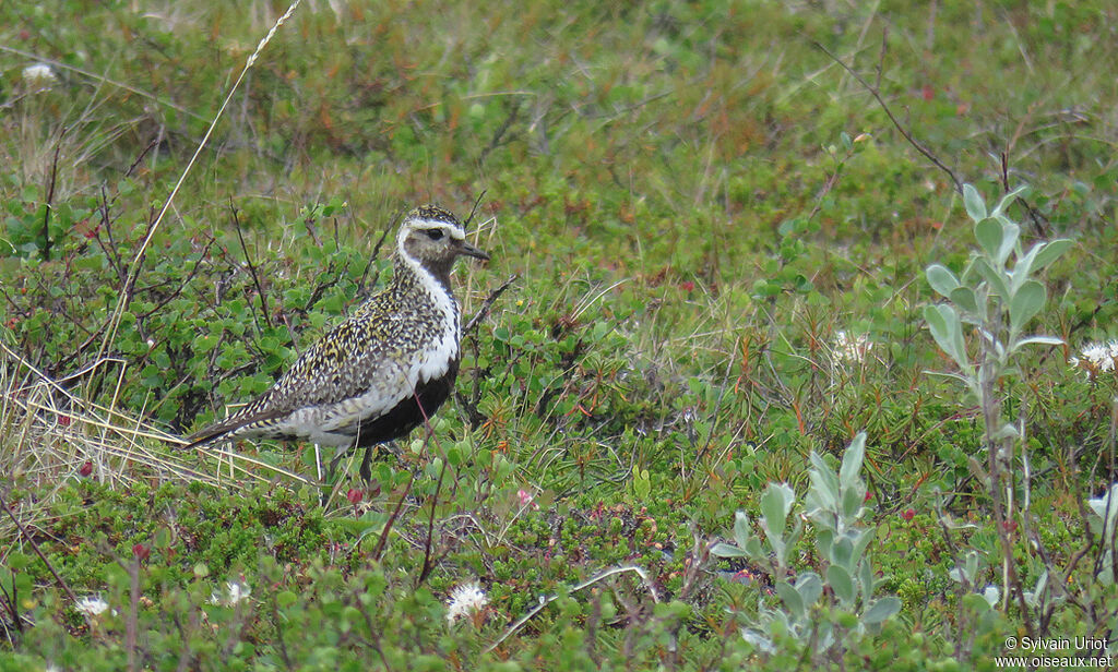 European Golden Ploveradult