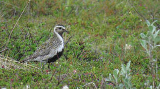 European Golden Plover