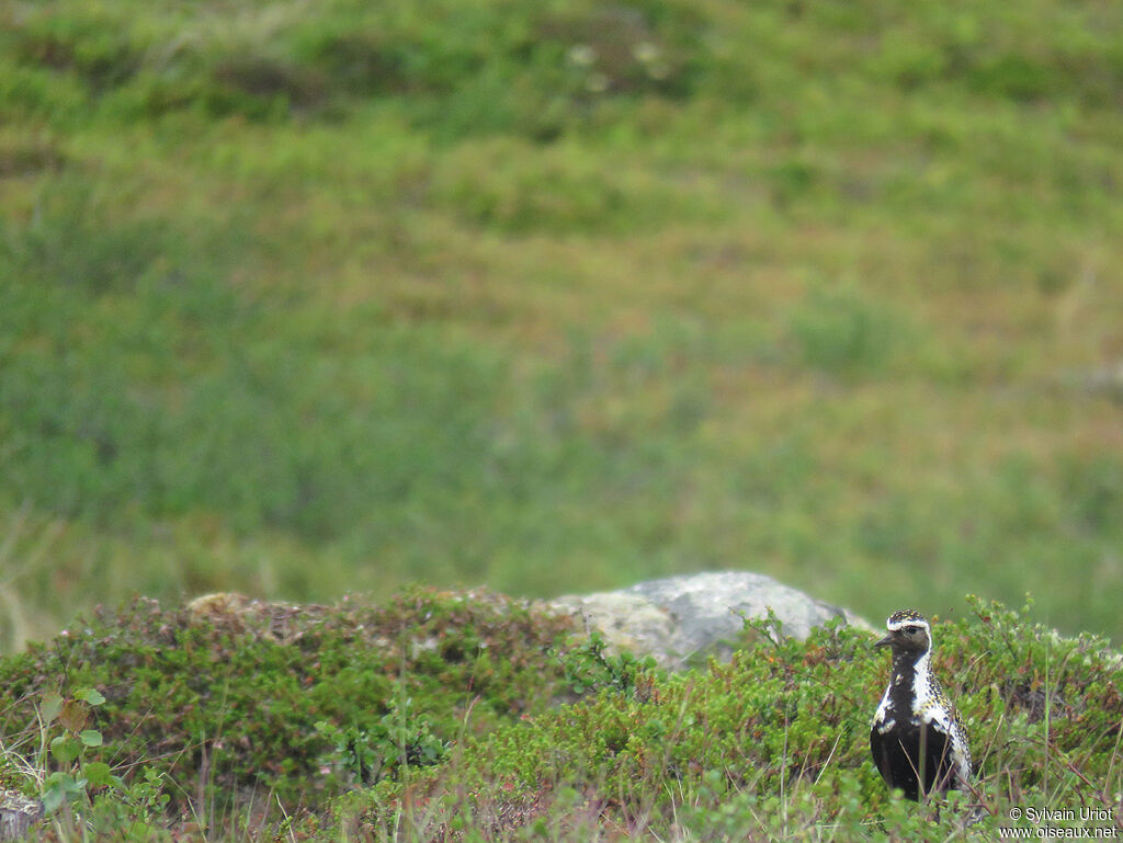 European Golden Ploveradult