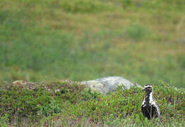 European Golden Plover