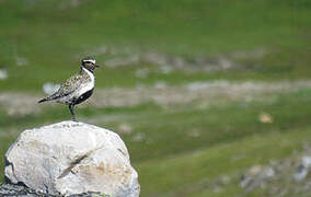 European Golden Plover