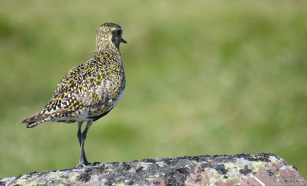 European Golden Ploveradult