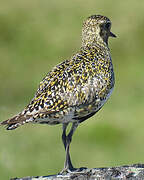 European Golden Plover