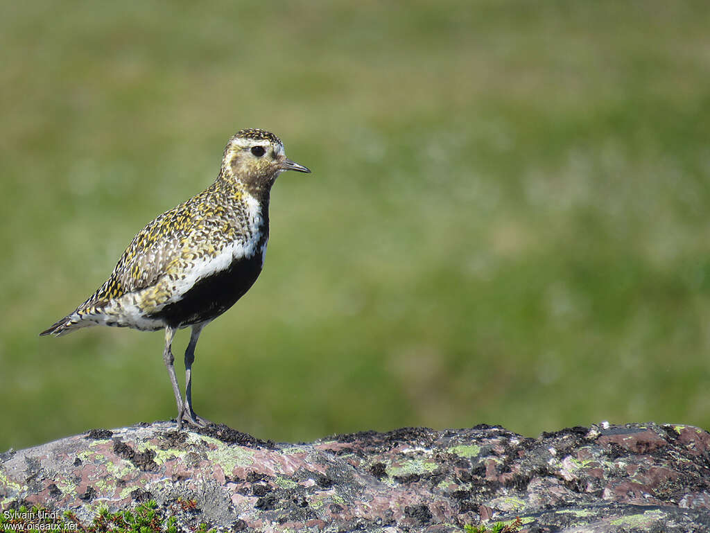 European Golden Plover male adult transition, identification