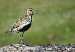 European Golden Plover