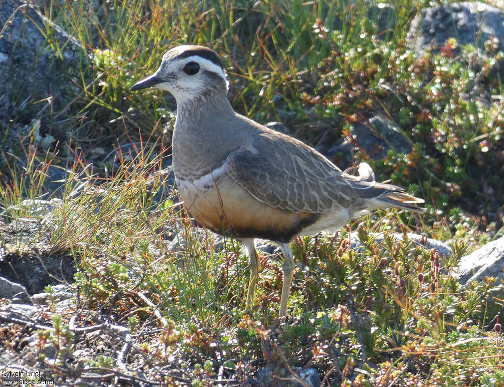 Eurasian Dotterel female adult breeding, identification