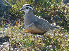 Eurasian Dotterel