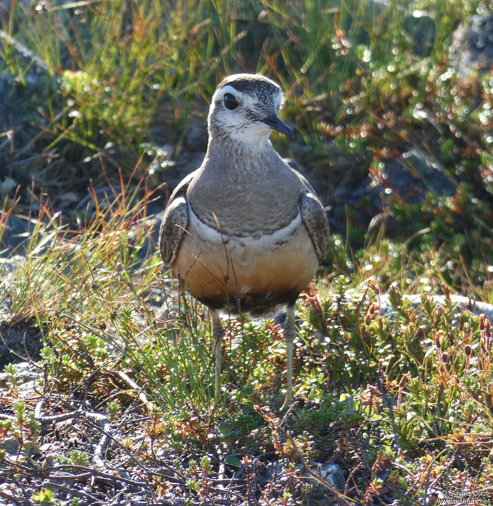 Eurasian Dotterel male adult