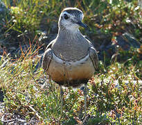 Eurasian Dotterel