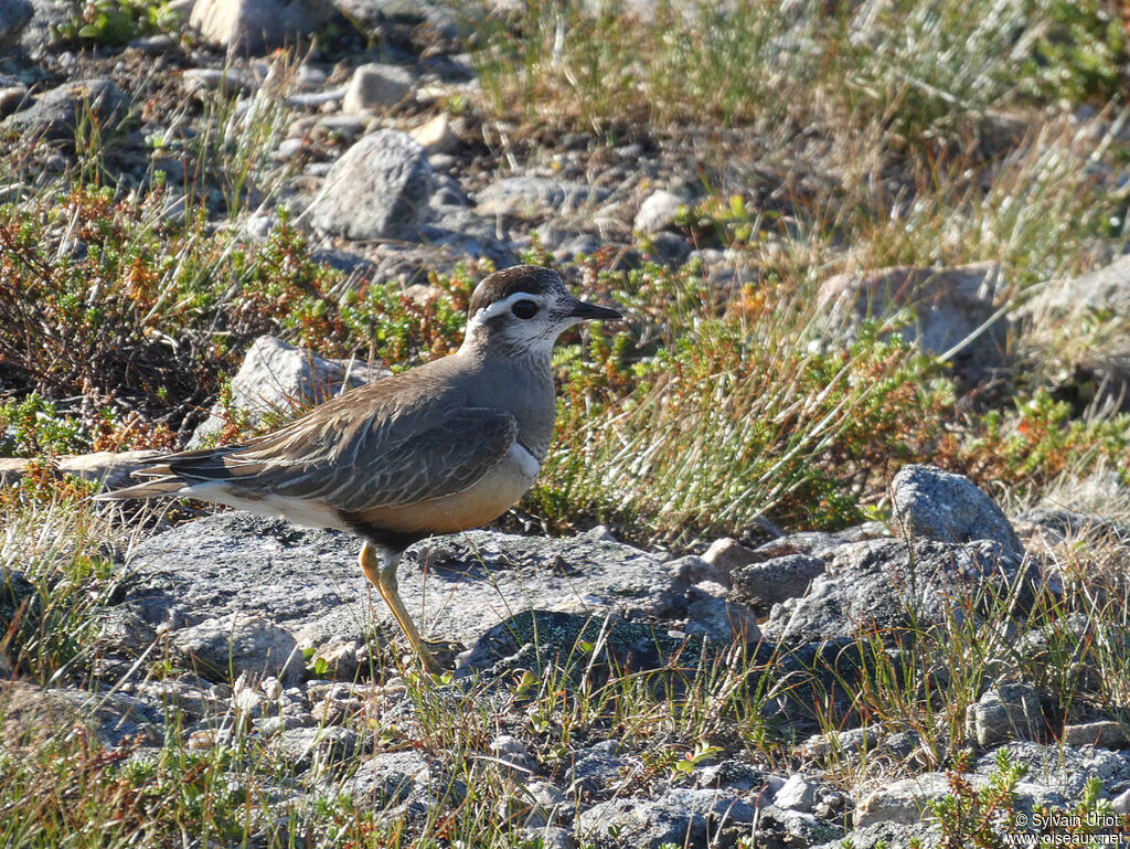 Eurasian Dotterel male adult