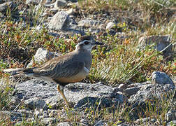 Eurasian Dotterel