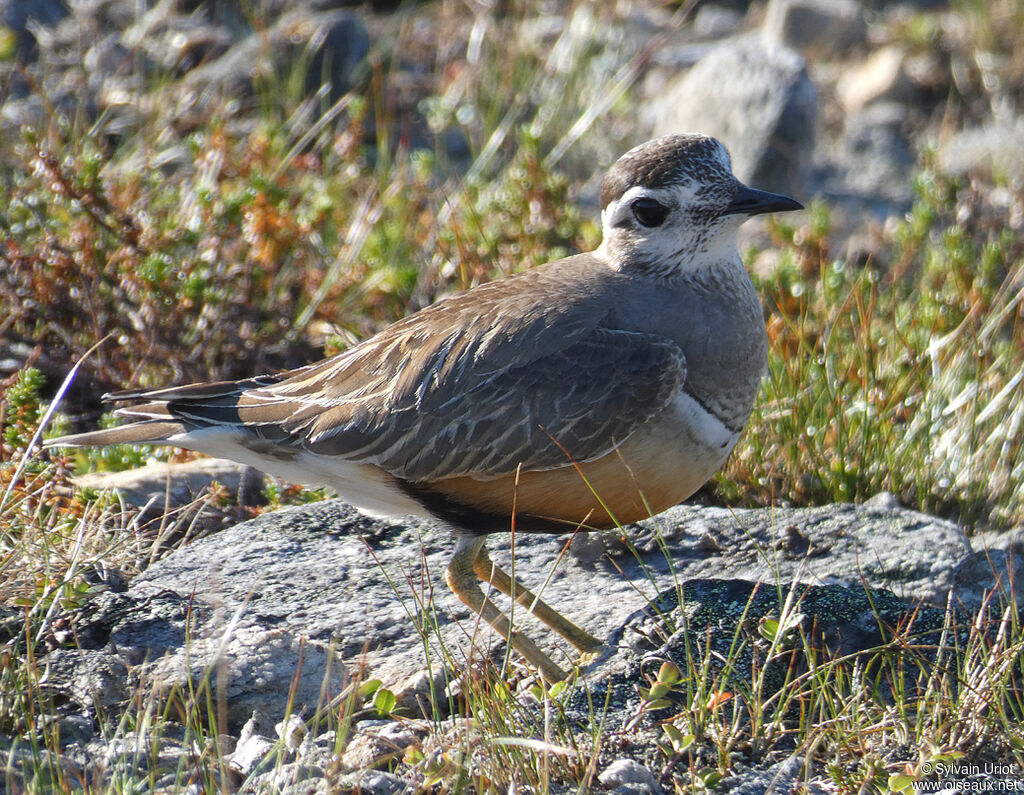 Eurasian Dotterel male adult